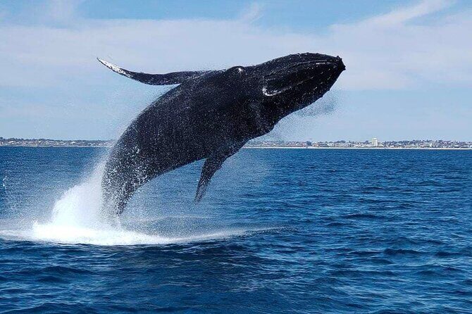 2 Hour Whale-Watching Cruise from Hillarys Boat Harbour - How the 2-hour whale cruise fits a Perth day