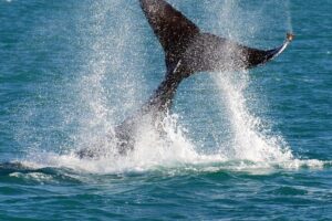2 Hour Whale-Watching Cruise from Hillarys Boat Harbour - Hillarys pickup and the quick reality check on logistics