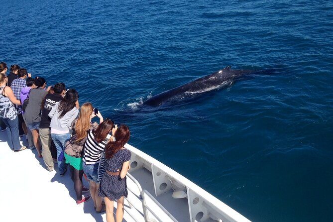 2 Hour Whale-Watching Cruise from Hillarys Boat Harbour - Spotting whales with respect: the onboard approach that makes it feel better