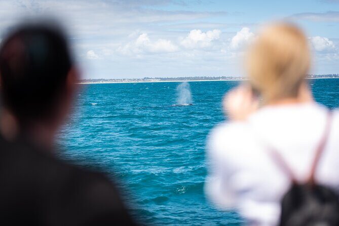 2 Hour Whale-Watching Cruise from Hillarys Boat Harbour - Hillarys Boat Harbour stop: 30 minutes that can actually help your day