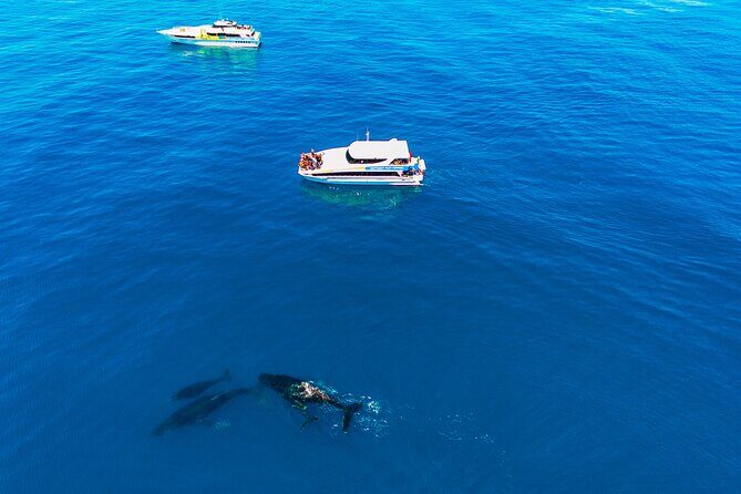 2 Hour Whale-Watching Cruise from Hillarys Boat Harbour - Weather, sea sickness, and how to set your expectations like a pro