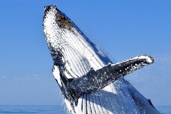 2 hour whale watching experience departing Hillarys Boat Harbour - Key things I’d circle before you book