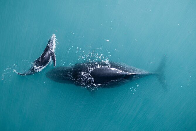 2 hour whale watching experience departing Hillarys Boat Harbour - Hillarys Boat Harbour check-in and the quickest path onto the water