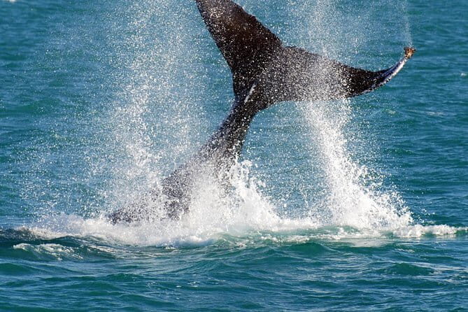 2 hour whale watching experience departing Hillarys Boat Harbour - Live marine commentary: turning sightings into real understanding