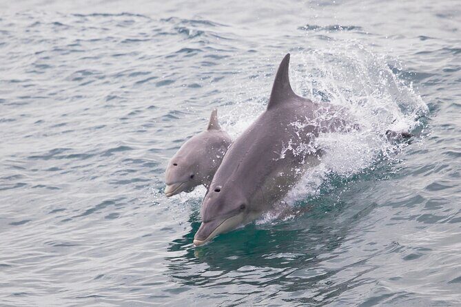 3 Island Wildlife Snorkel - Stop 1: Shoalwater Islands Marine Park and the first reef check