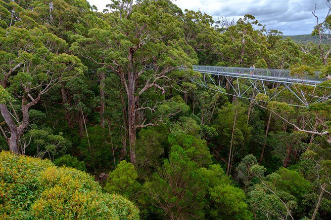 4 Day Albany Margaret River, Valley of the Giants Tour from Perth - Valley of the Giants tree-top walk: 40m up in tingle trees