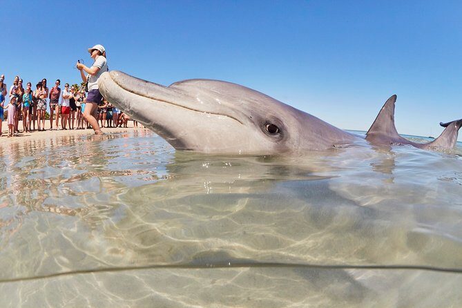 4-Day Monkey Mia Dolphins Pink Lake Pinnacles Comfort-Level Tour - Key things to know before you go