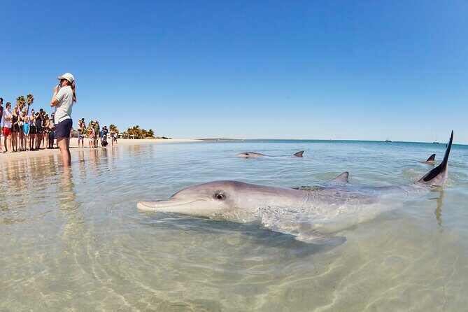 6-Day Coral Coaster from Perth to Exmouth One-Way via Monkey Mia Ningaloo Reef - Key highlights worth getting excited about