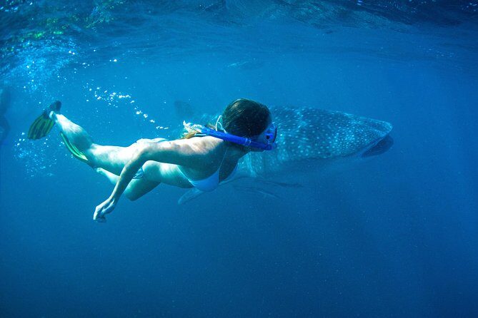 6-Day Coral Coaster from Perth to Exmouth One-Way via Monkey Mia Ningaloo Reef - Coral Bay and Ningaloo Reef: shore access and reef choices