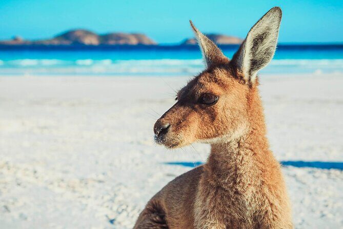 6 Day Esperance & Margaret River Adventure Tour - Day 1: York charm, Wave Rock’s frozen wave, and Fitzgerald River camps under stars