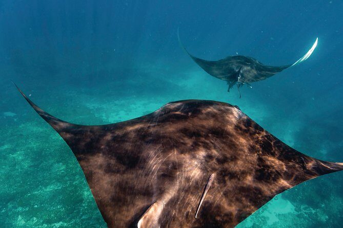 7-Day Exmouth Explorer via Pinnacles Monkey Mia Ningaloo Reef returning to Perth - Key things I’d pencil into your trip plan
