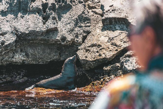 Adventure Rottnest Tour with Ferry & Adventure Cruise - Ferry to Rottnest: a day trip with momentum