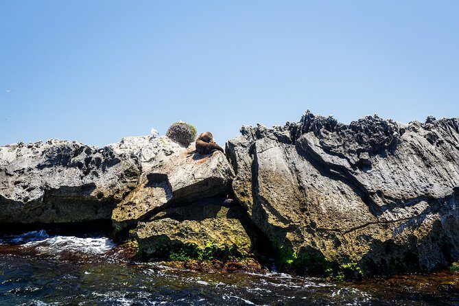 Adventure Rottnest Tour with Ferry & Adventure Cruise - Weather, sea spray, and what to pack on a windy day