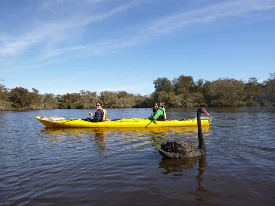 Canning River Half-Day Kayak Wildlife Tour - The route on the water: paperbark trees, birds, and river stories