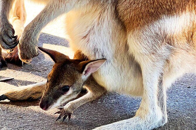 Caversham Wildlife and Swan Valley Private Tour - Best fit: families, animal lovers, and gift shoppers