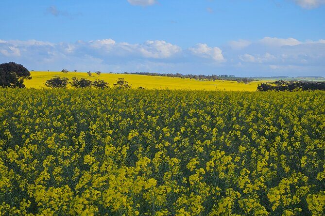 Day Tour in Wave Rock and Mulka's Cave - The Old Dog Cemetery and the wildflower bush track detour