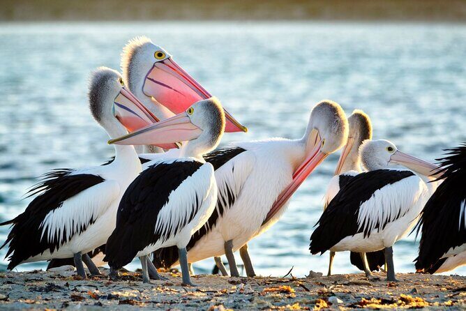 Dolphin, Sea Lion and Penguin Island Cruise - Key highlights worth knowing