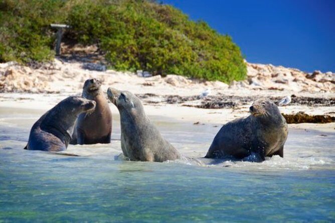 Dolphin, Sea Lion and Penguin Island Cruise - A one-hour wildlife cruise from Perth with room for your day