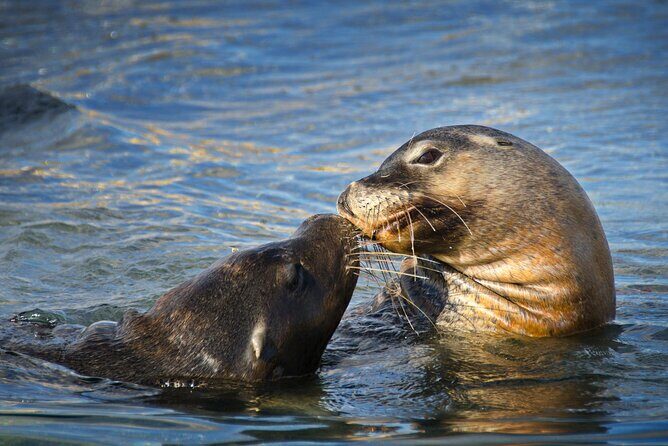Dolphin, Sea Lion and Penguin Island Cruise - The crew experience: when guides turn a boat ride into a real outing