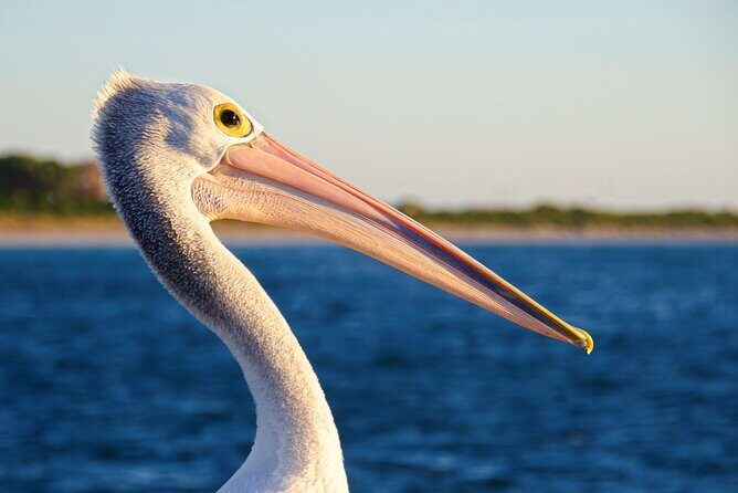 Dolphin, Sea Lion and Penguin Island Cruise - Price and value: $43.03 buys a lot, but not certainty