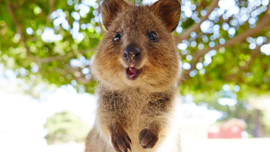 From Fremantle: Rottnest Island Ferry & Bus Day Tour - Who this Rottnest Express day trip is best for