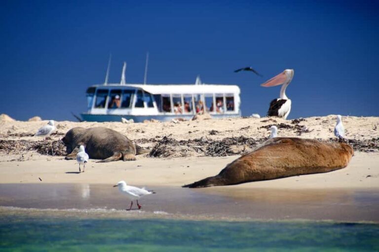 From Perth: Margaret River Wine Tour & Wildlife Cruise - Shoalwater Islands Marine Park boat cruise: dolphins, sea lions, and penguins