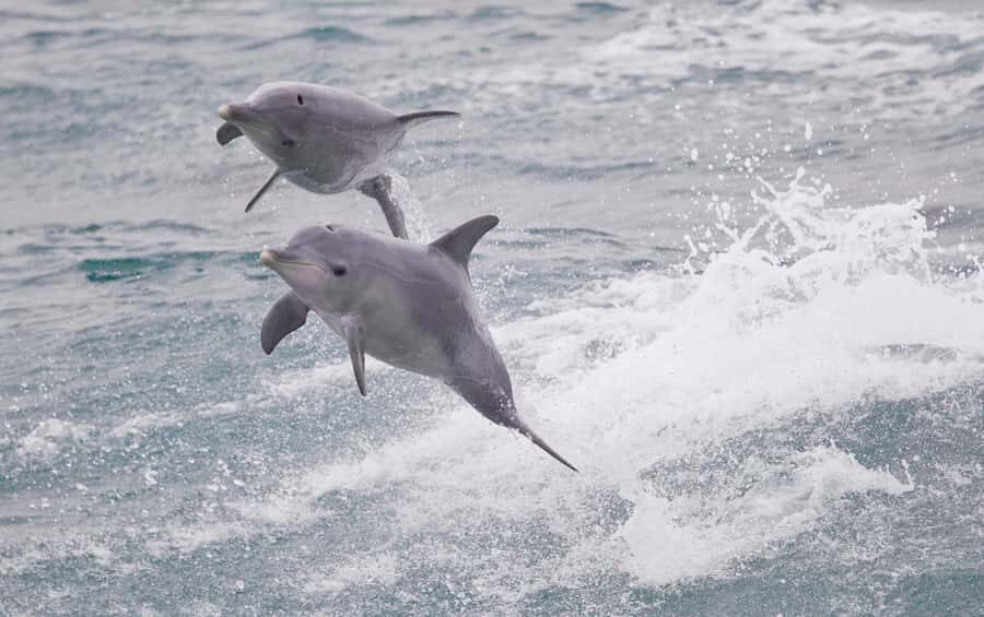 From Perth: Margaret River Wine Tour & Wildlife Cruise - Price and value: what you’re really paying for at $173