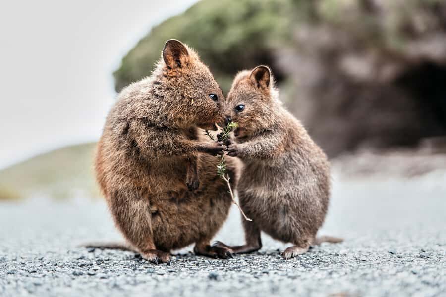 From Perth or Fremantle: Rottnest Island Ferry and Bus Tour - Key things to know before you go