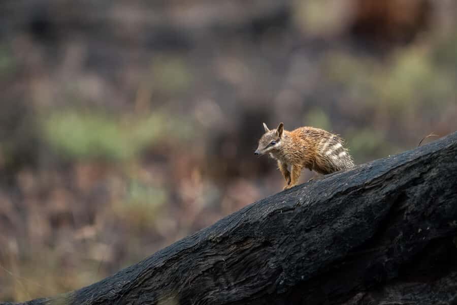 From Perth: Perth Wildlife Tour Under the Stars with Dinner - Perth to Dryandra Woodlands: the long drive that actually matters