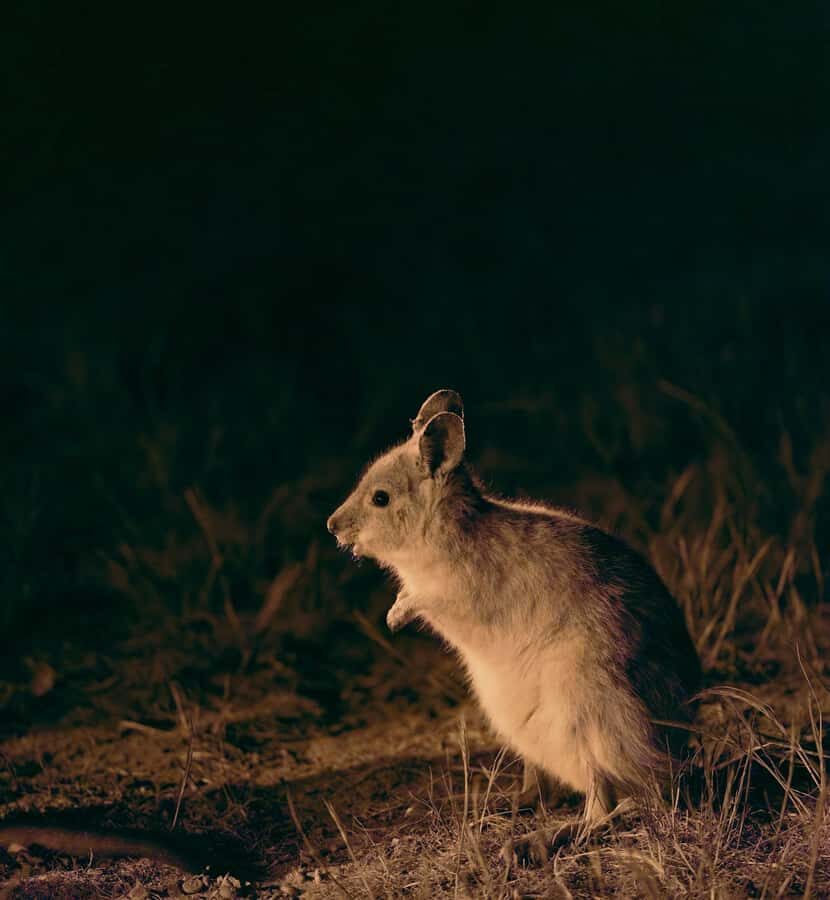 From Perth: Perth Wildlife Tour Under the Stars with Dinner - Dryandra bush walk: wildflowers, animals, and better photo chances