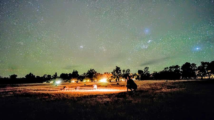 From Perth: Perth Wildlife Tour Under the Stars with Dinner - Price and value: how the $109 makes sense (and when it doesn’t)
