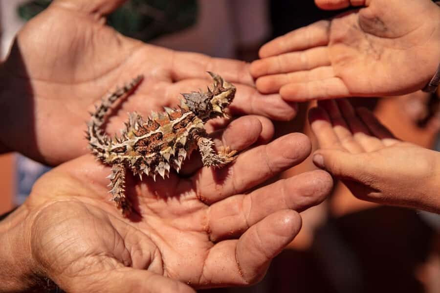 From Perth: Pinnacles Lobster Shack and Yanchep Day Trip - Nambung National Park and the Pinnacles: why the guided walk matters
