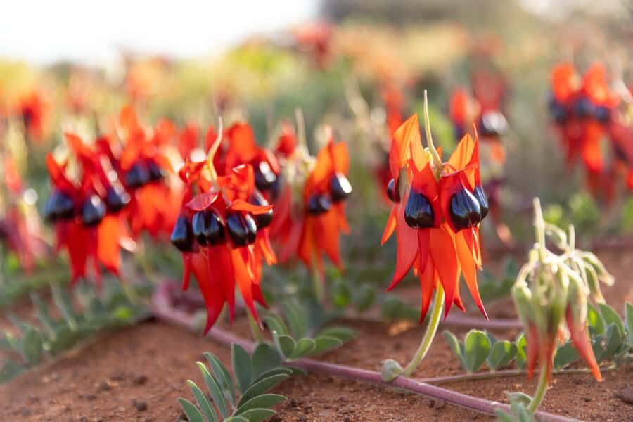 From Perth: Pinnacles Sunset and Stargazing Tour with Dinner - Leaving Perth with a plan for golden hour