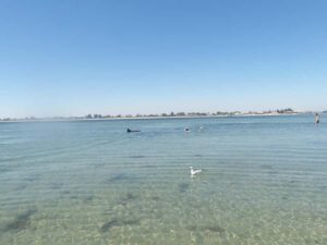 From Perth: Rockingham Seal & Penguin Islands Sea Kayak Tour - Sea kayaks and a real wildlife focus: what the 6-hour flow looks like