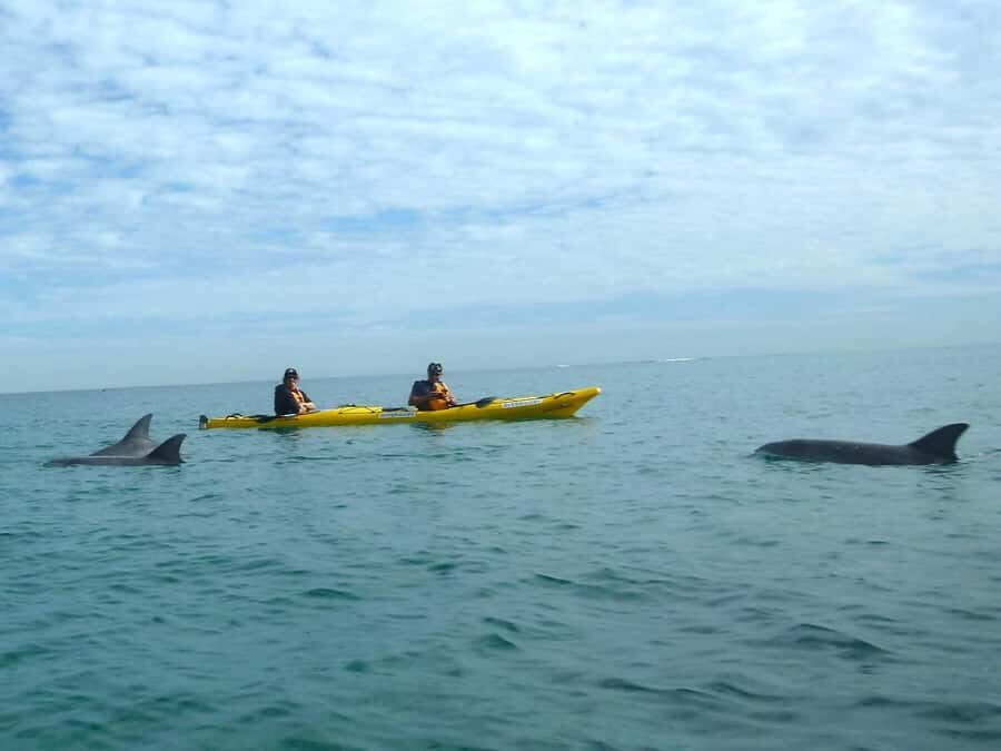 From Perth: Rockingham Seal & Penguin Islands Sea Kayak Tour - Paddling for beginners: how hard is it really?