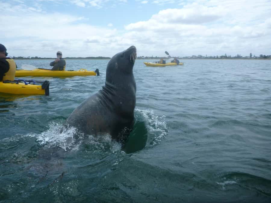 From Perth: Rockingham Seal & Penguin Islands Sea Kayak Tour - What to bring so you stay comfortable (and don’t ruin your day with wet gear)