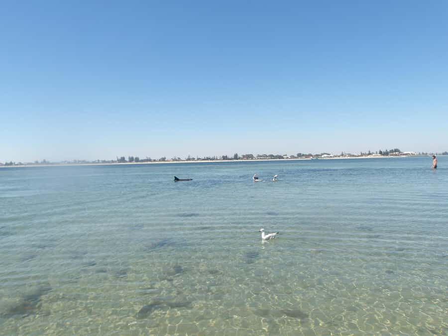 From Perth: Rockingham Seal & Penguin Islands Sea Kayak Tour - Sea kayaks and a real wildlife focus: what the 6-hour flow looks like