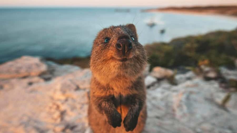 From Perth: Rottnest Island Ferry & Bus Day Tour - Where this tour feels like great value (and where it doesn’t)