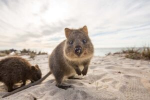 From Perth: Rottnest Island Grand Island Day Tour with Lunch - Oliver Hill by Historic Train: WWII Forts, Tunnels, and Big Views