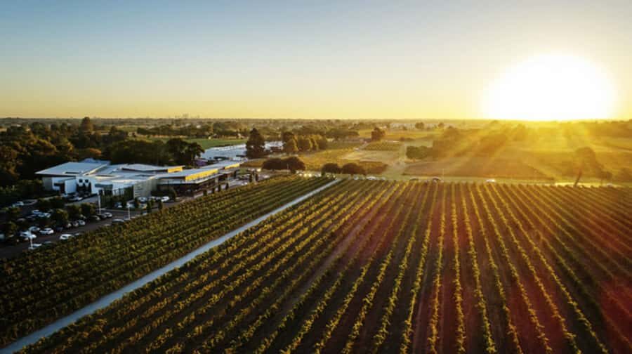 From Perth: Swan Valley Cruise, Winery, Cheese & Lunch - Key highlights worth booking for