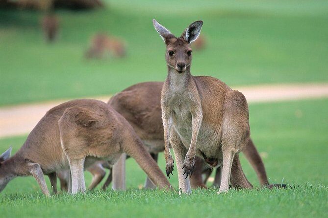 Full-Day Perth, Fremantle, Swan Valley & Wildlife Park - Key things to know before you go