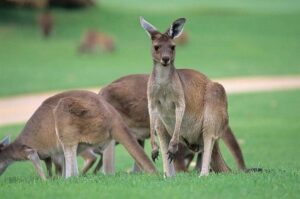Full-Day Perth, Fremantle, Swan Valley & Wildlife Park - Fremantle port town: markets, history and the Cappuccino Strip