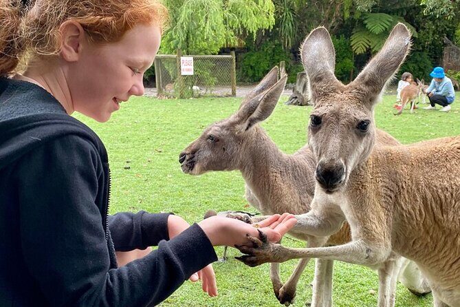 Full-Day Perth, Fremantle, Swan Valley & Wildlife Park - Price and value: what $208 buys you in a one-day plan