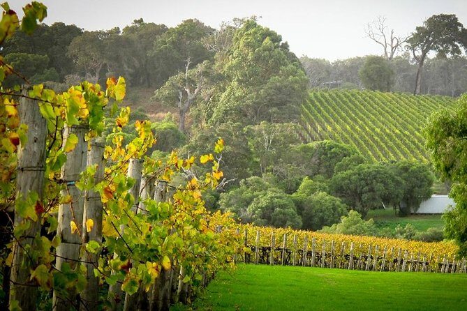 Half-Day Swan Valley & Wildlife Park Tour - Key highlights to look for