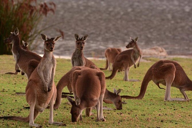 Half-Day Swan Valley & Wildlife Park Tour - Perth depart: Swan Bell Tower to Elizabeth Quays