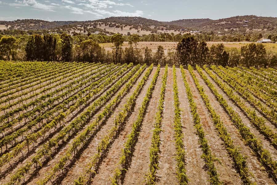 Half-Day Swan Valley Wine Tour with Tastings - From Perth - Why the small group changes everything