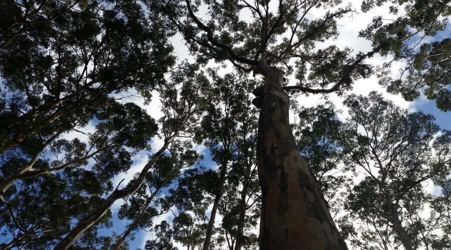 Margaret River and Busselton Jetty: Day Trip from Perth - Cape Leeuwin Lighthouse: Australia’s Southwesterly Point With Coastal Power