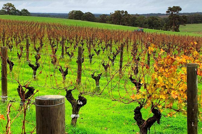 Margaret River Private Day Tours - Cowaramup and the Cow Onesies record: quirky stops that break the wine loop