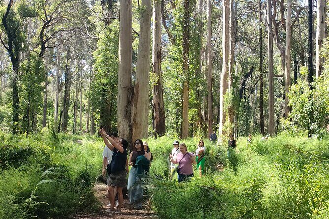 Margaret River Region Impression Day Tour from Perth - Boranup Karri Forest: giant trees in a short time window
