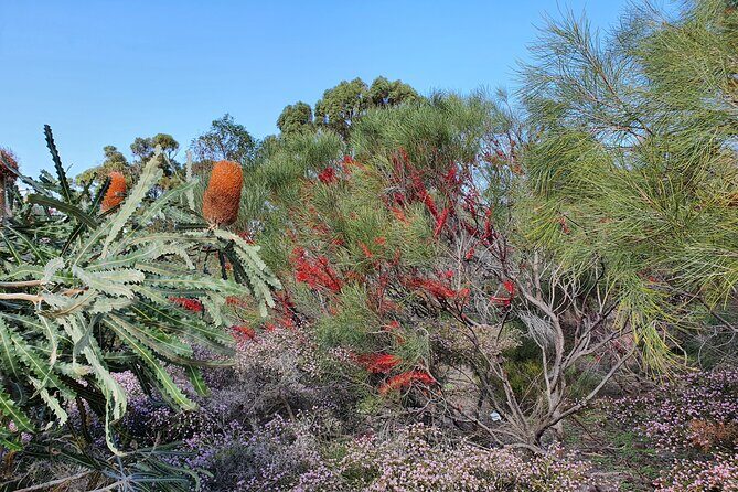 Pedals & Petals - Discovering Wildflowers Bike Tour Kings Park - Spotting wildflowers on the planned route: what you’ll actually cycle past